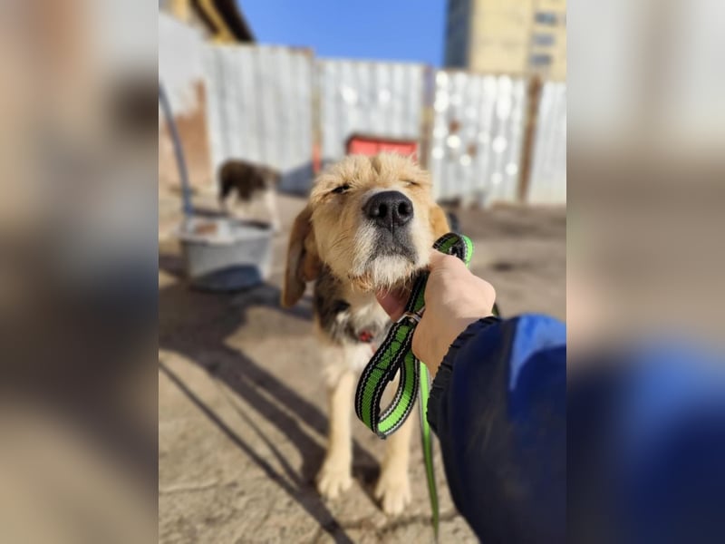 POPI die Hündin die sofort ins Herz geht