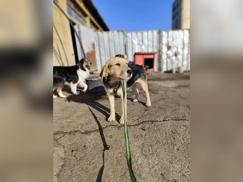 POPI die Hündin die sofort ins Herz geht