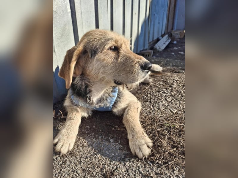 POPI die Hündin die sofort ins Herz geht