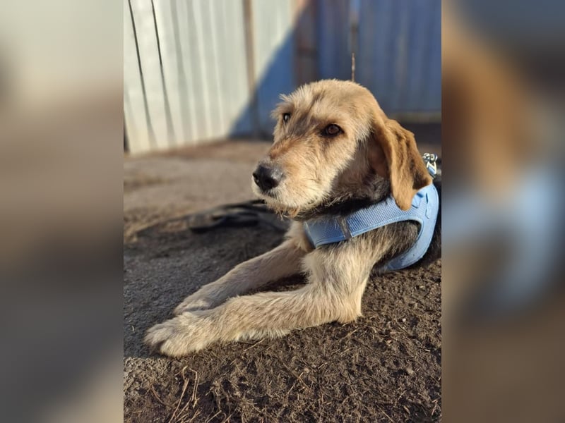 POPI die Hündin die sofort ins Herz geht