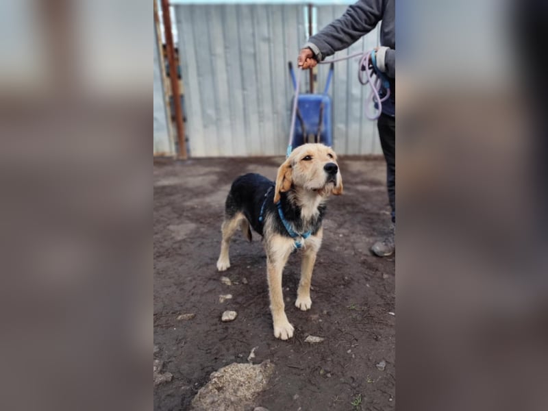 POPI die Hündin die sofort ins Herz geht