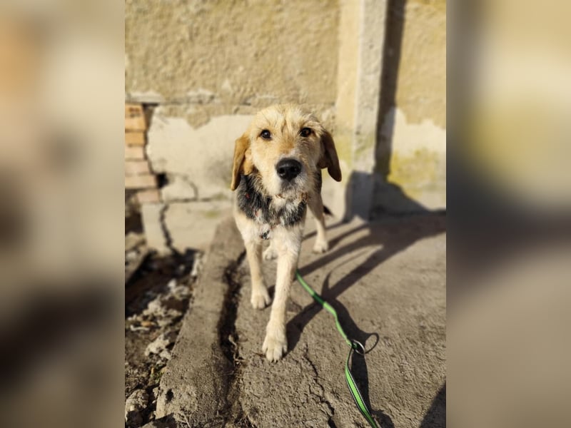 POPI die Hündin die sofort ins Herz geht