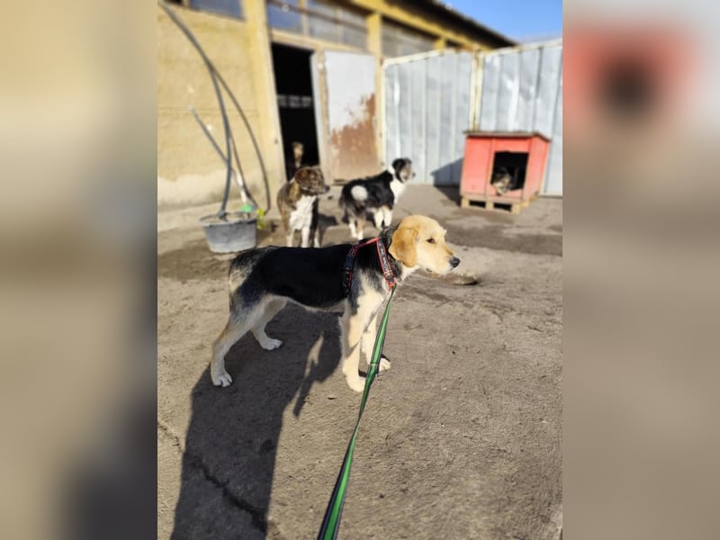 POPI die Hündin die sofort ins Herz geht