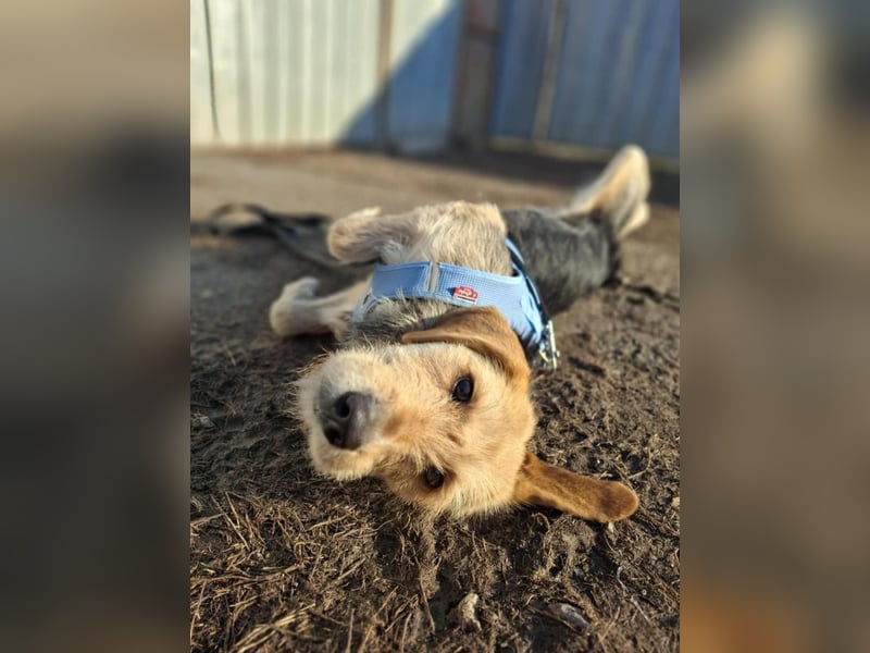 POPI die Hündin die sofort ins Herz geht