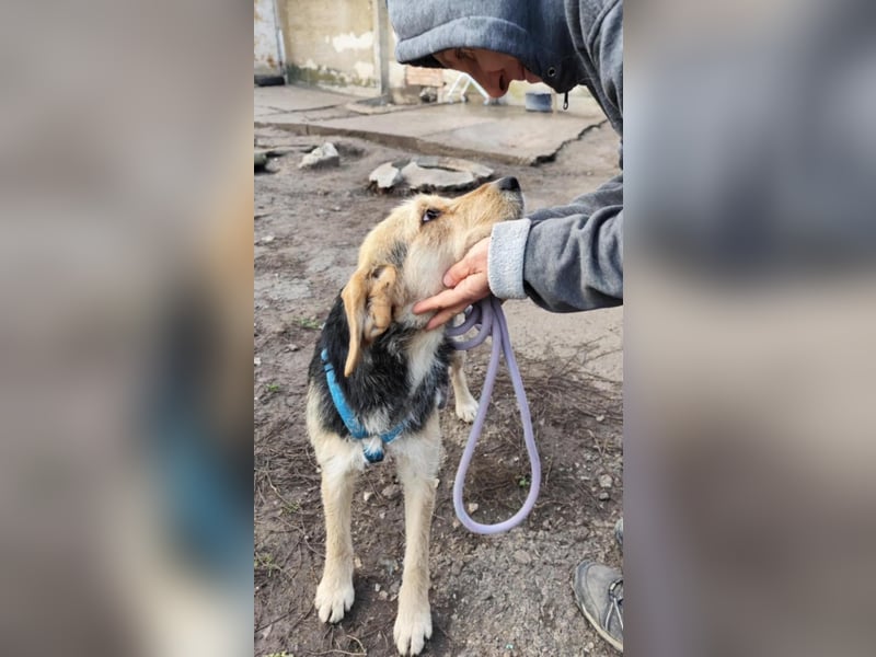 POPI die Hündin die sofort ins Herz geht