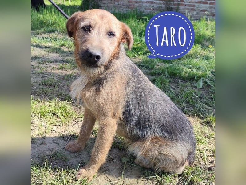 Taro ein absoluter Engel