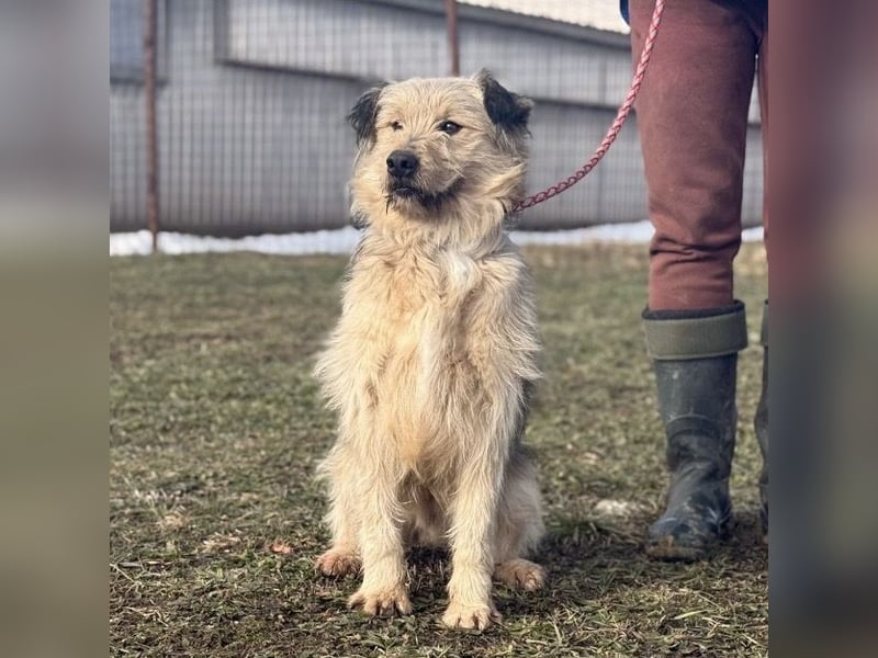 Zoki ein lieber Hundebub
