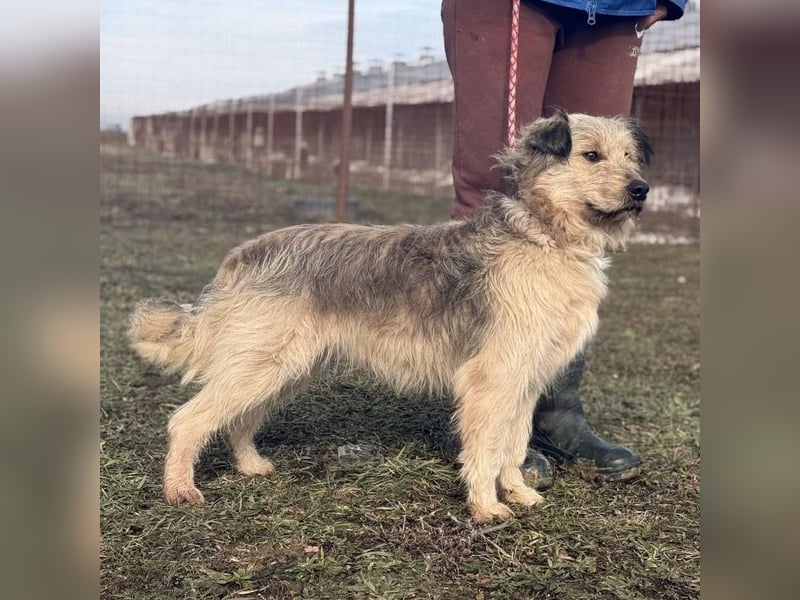 Zoki ein lieber Hundebub