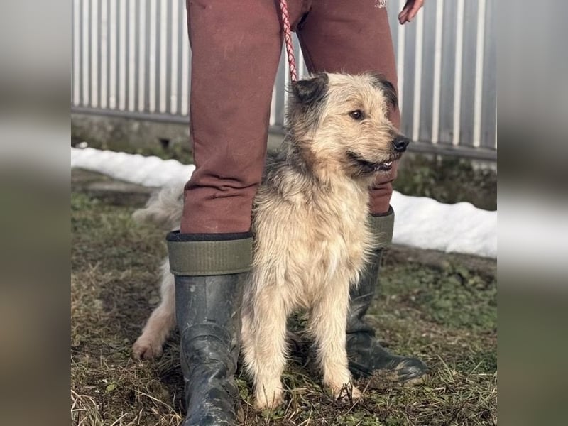 Zoki ein lieber Hundebub