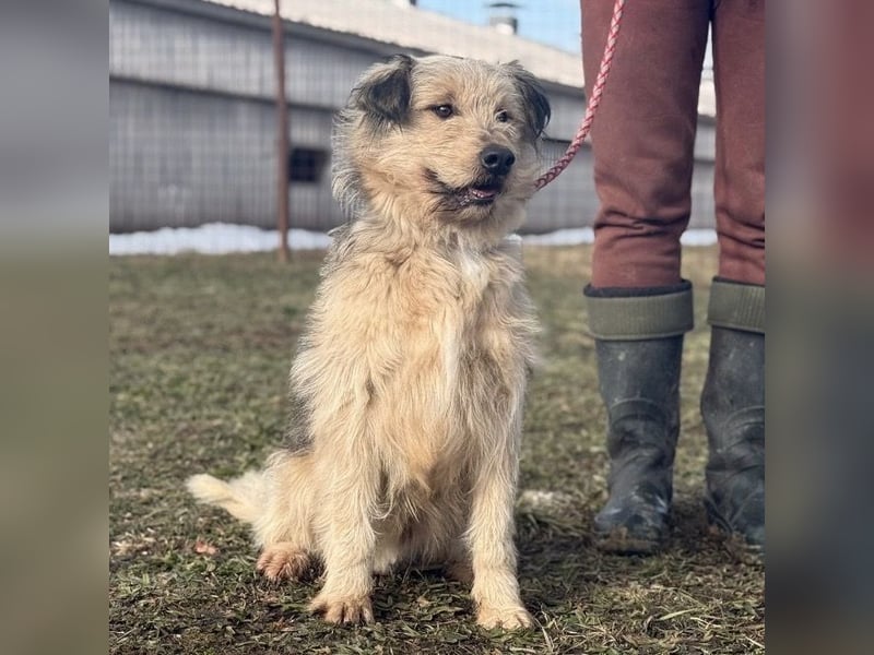Zoki ein lieber Hundebub