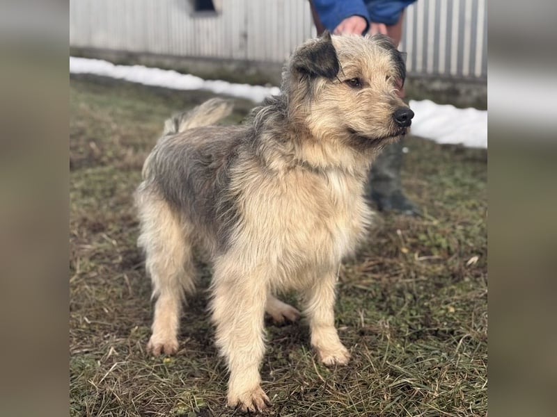 Zoki ein lieber Hundebub
