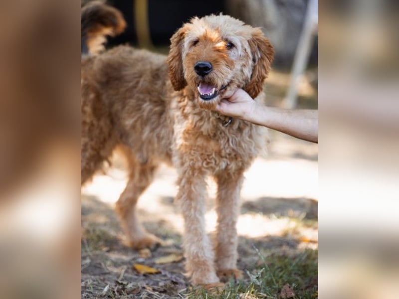 OldBoy GOGO❤️vitaler Barak-Mix-Senior mit viel Energie, Charakter & Liebe