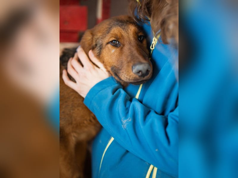 Petar ❤️ so lieber, aktiver Barak-Mix Bub