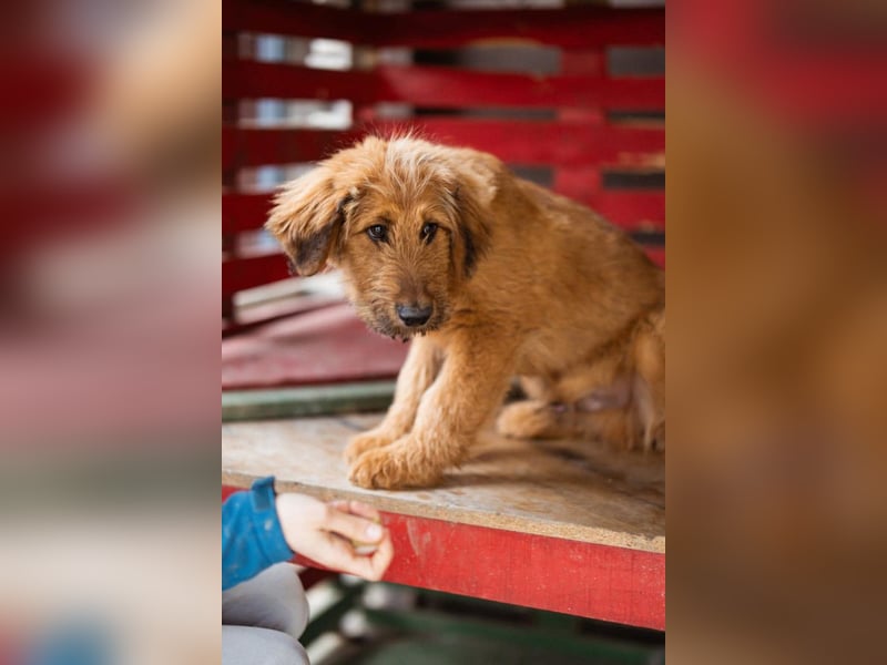 Vjetar ❤️ aktiver, schmusiger Barak-Bub