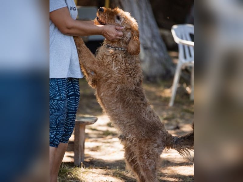 OldBoy GOGO❤️vitaler Barak-Mix-Senior mit viel Energie, Charakter & Liebe