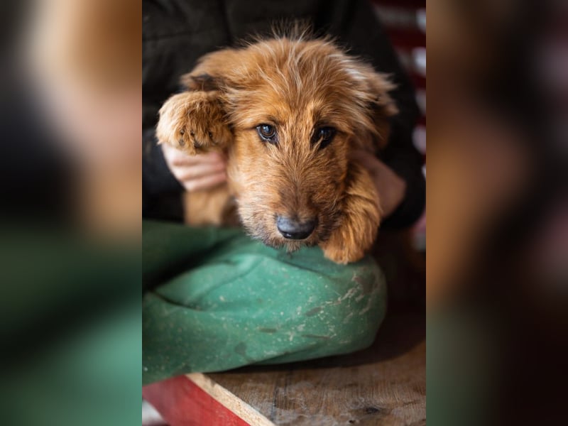 Vjetar ❤️ aktiver, schmusiger Barak-Bub