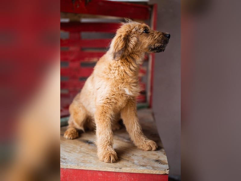 Vjetar ❤️ aktiver, schmusiger Barak-Bub