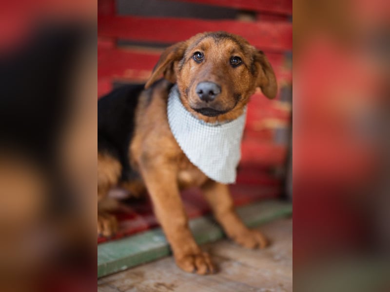 Petar ❤️ so lieber, aktiver Barak-Mix Bub