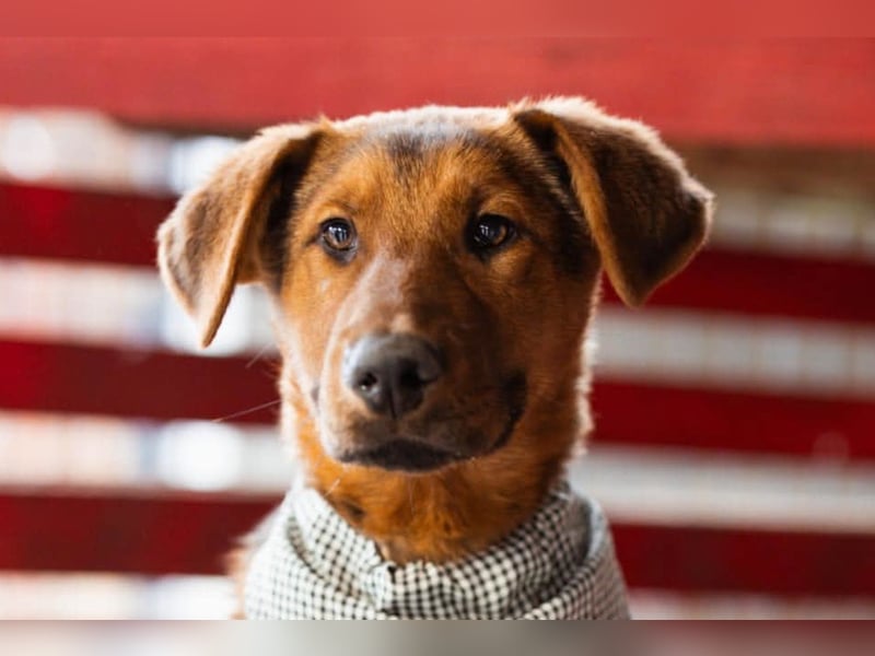 Petar ❤️ so lieber, aktiver Barak-Mix Bub