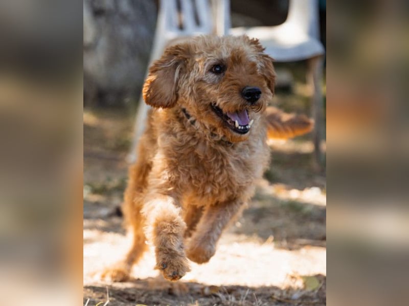 OldBoy GOGO❤️vitaler Barak-Mix-Senior mit viel Energie, Charakter & Liebe