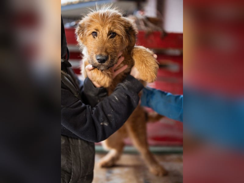 Vjetar ❤️ aktiver, schmusiger Barak-Bub