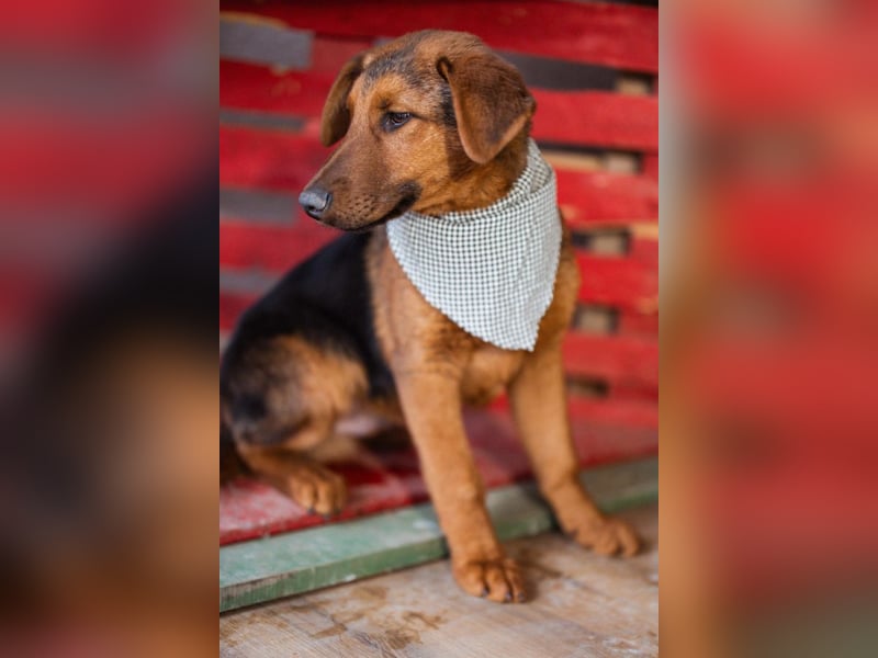 Petar ❤️ so lieber, aktiver Barak-Mix Bub