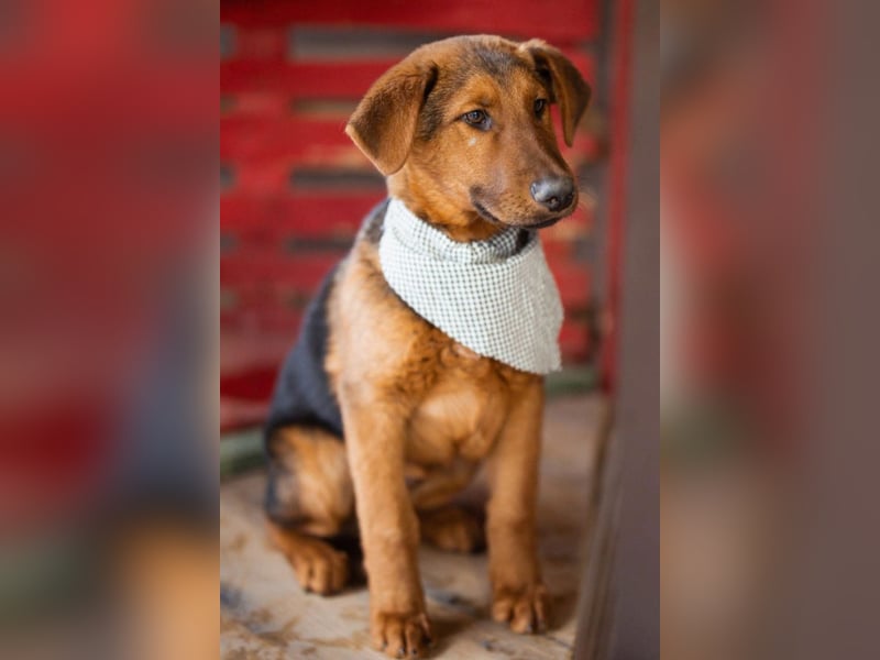 Petar ❤️ so lieber, aktiver Barak-Mix Bub