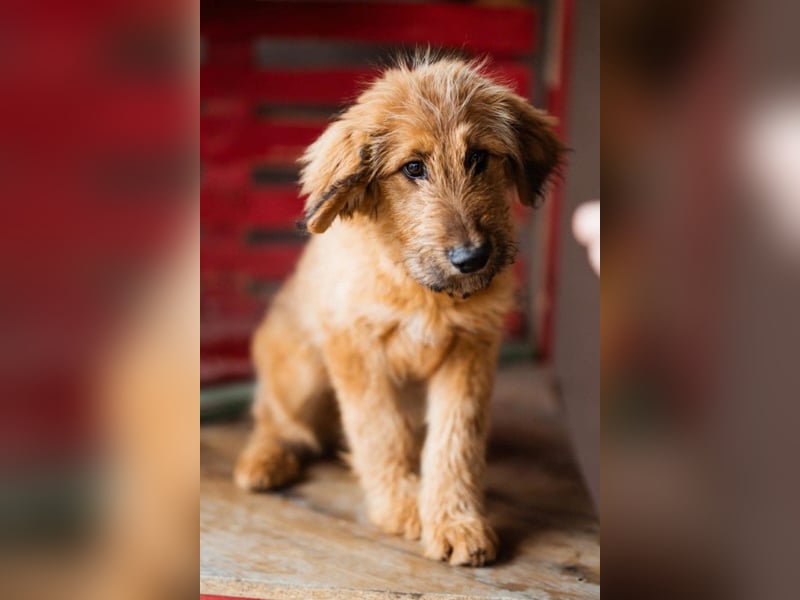 Vjetar ❤️ aktiver, schmusiger Barak-Bub