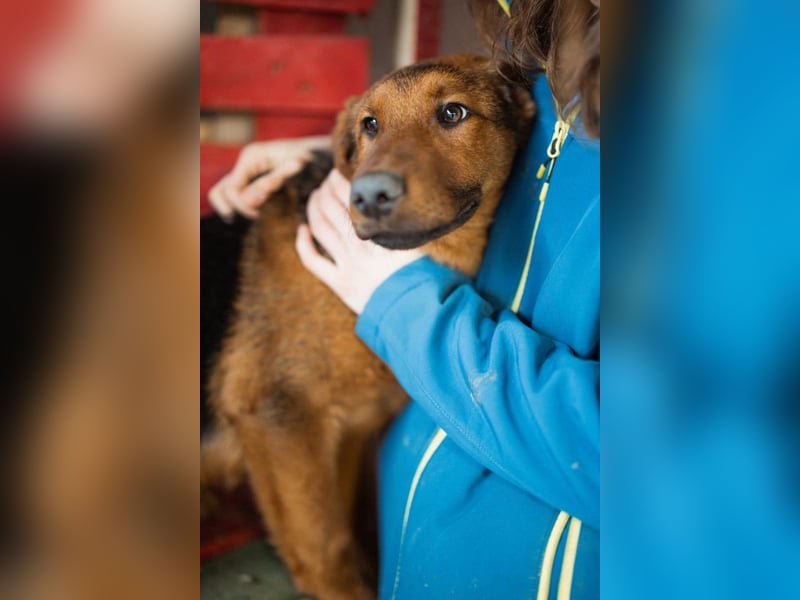 Petar ❤️ so lieber, aktiver Barak-Mix Bub