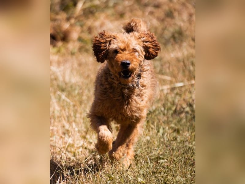 OldBoy GOGO❤️vitaler Barak-Mix-Senior mit viel Energie, Charakter & Liebe