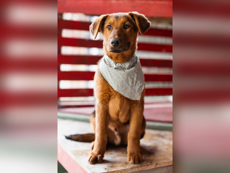 Petar ❤️ so lieber, aktiver Barak-Mix Bub