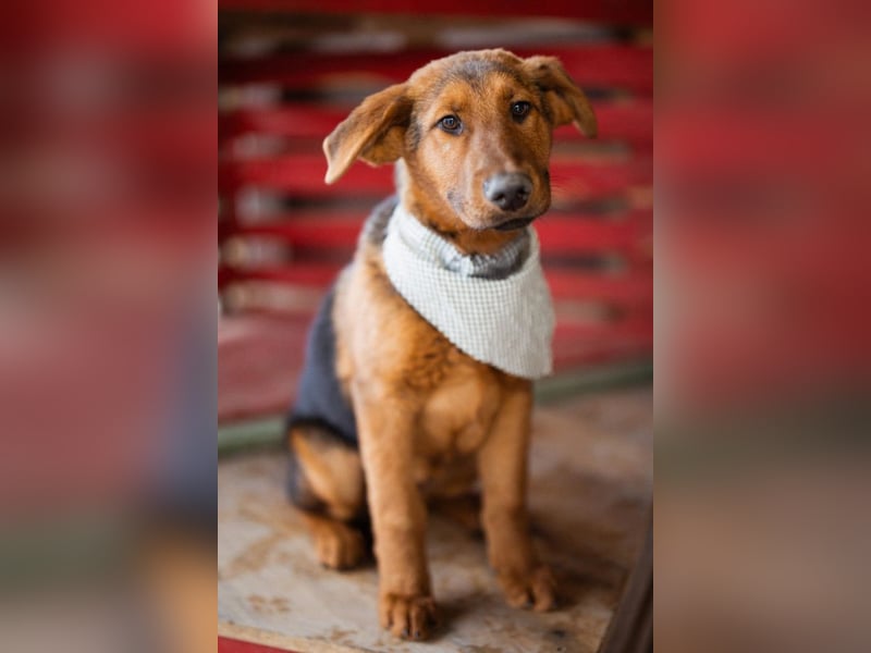 Petar ❤️ so lieber, aktiver Barak-Mix Bub