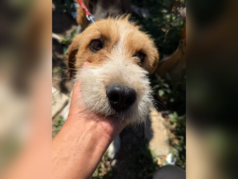 Barki sucht ein liebes Zuhause, ca. 2024 geboren, gut verträglich