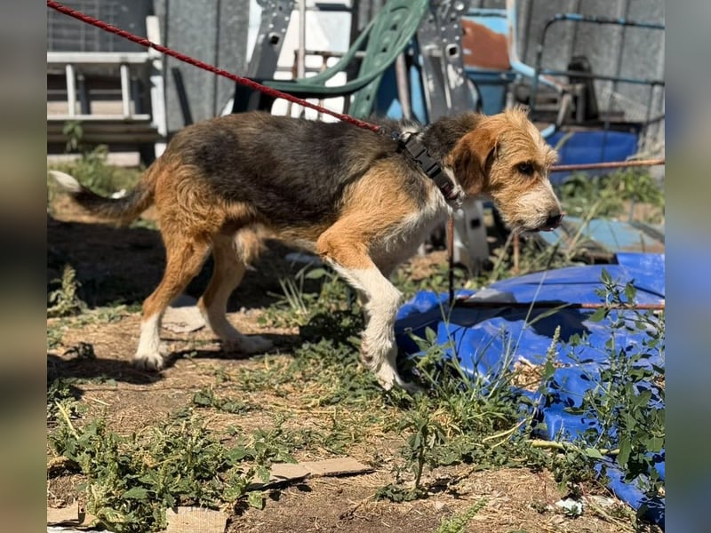 Barki sucht ein liebes Zuhause, ca. 2024 geboren, gut verträglich