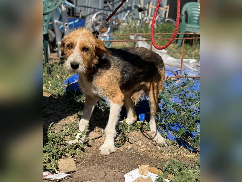 Barki sucht ein liebes Zuhause, ca. 2024 geboren, gut verträglich