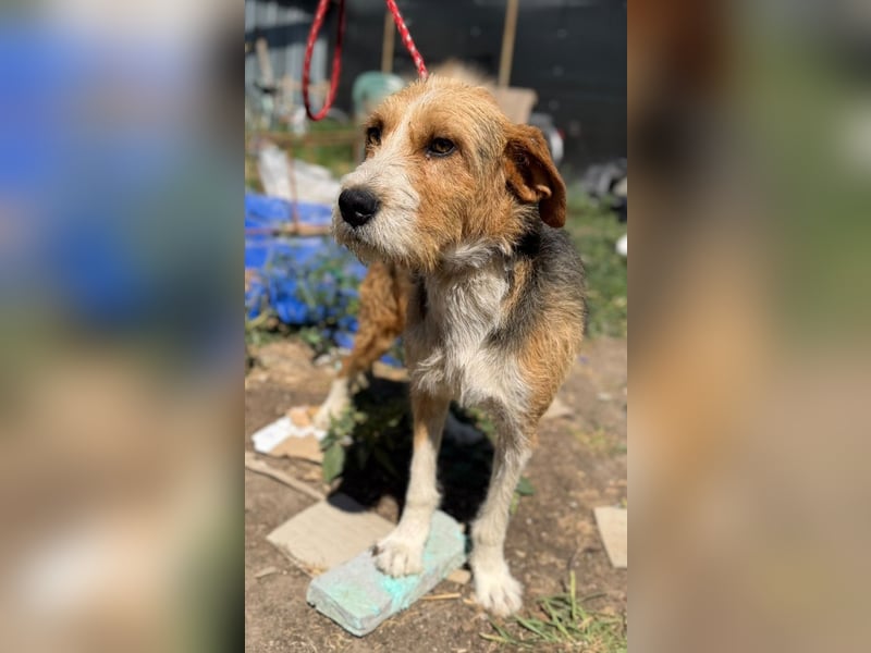 Barki sucht ein liebes Zuhause, ca. 2024 geboren, gut verträglich