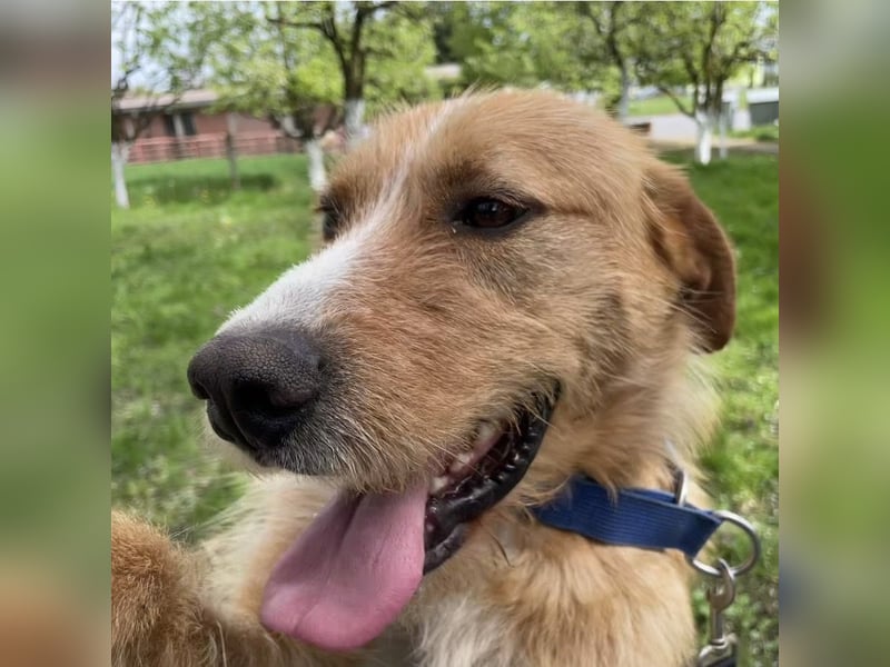 Danny ein freundlicher Hundebub