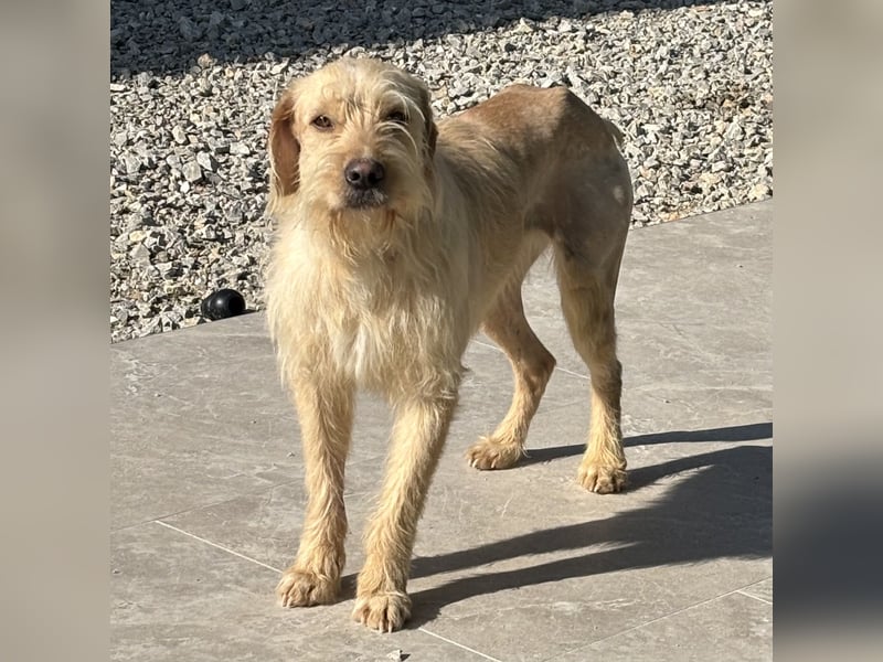 Moxx ein sensibler Engel auf 4 Pfoten