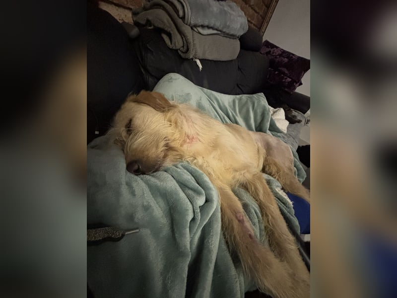 Moxx ein sensibler Engel auf 4 Pfoten