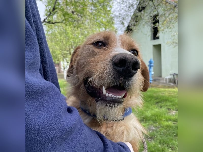 Danny ein freundlicher Hundebub