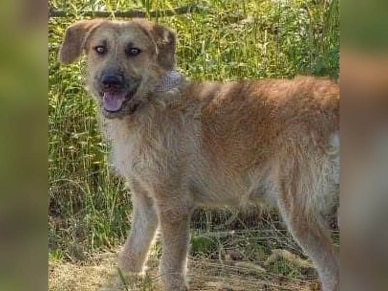 Gaspar wartet seit seiner Geburt in Tierheim