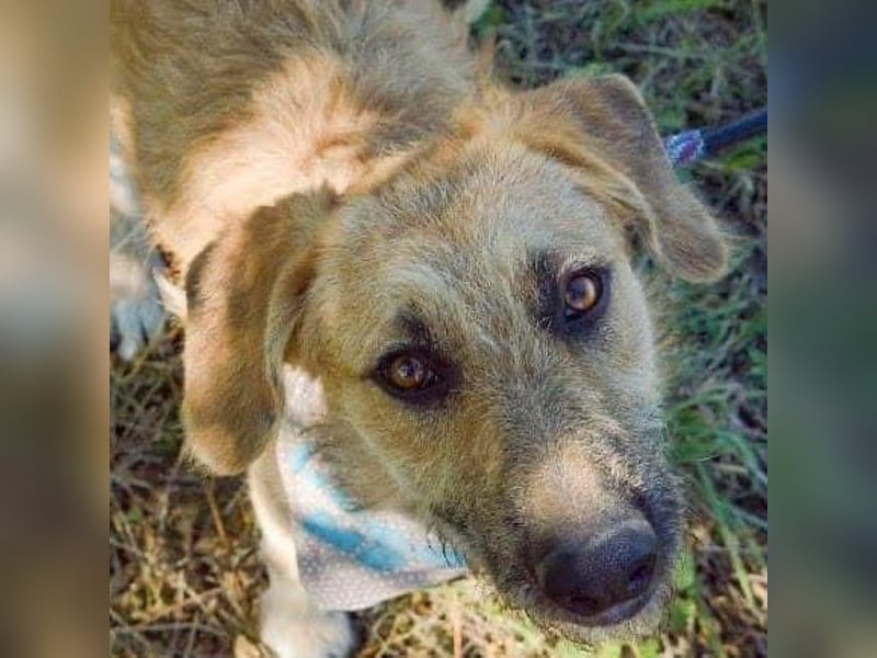 Gaspar wartet seit seiner Geburt in Tierheim