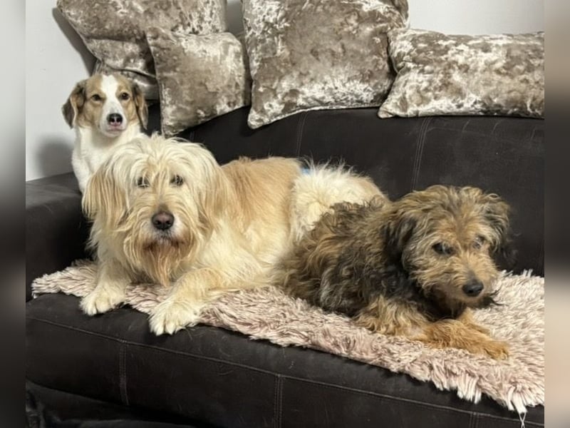 Mr. Belić - ein gutmütiger Traum