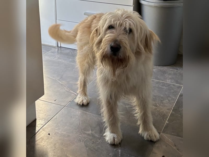 Mr. Belić - ein gutmütiger Traum