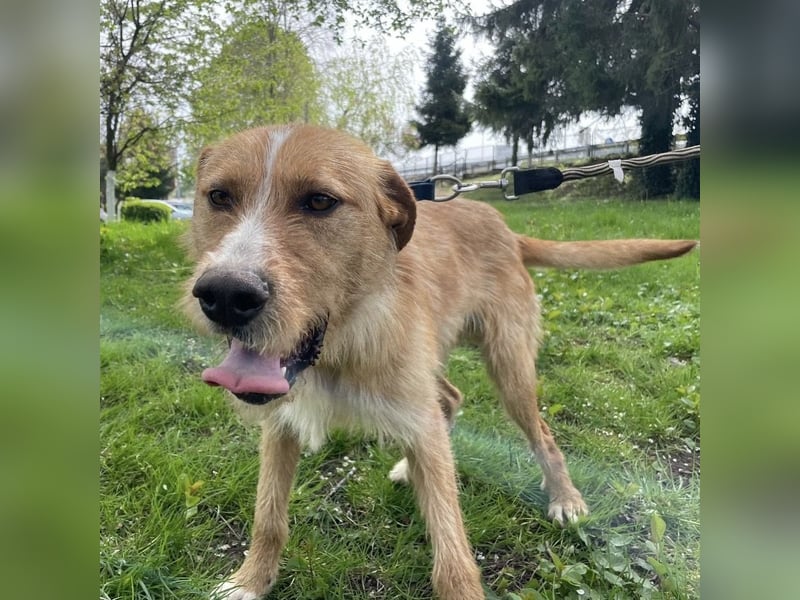 Danny ein freundlicher Hundebub