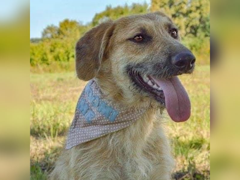 Gaspar wartet seit seiner Geburt in Tierheim