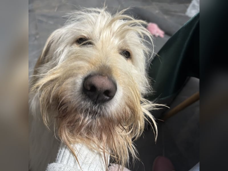 Mr. Belić - ein gutmütiger Traumwesen