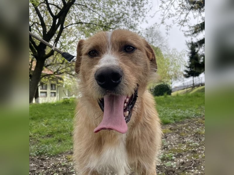 Danny ein freundlicher Hundebub