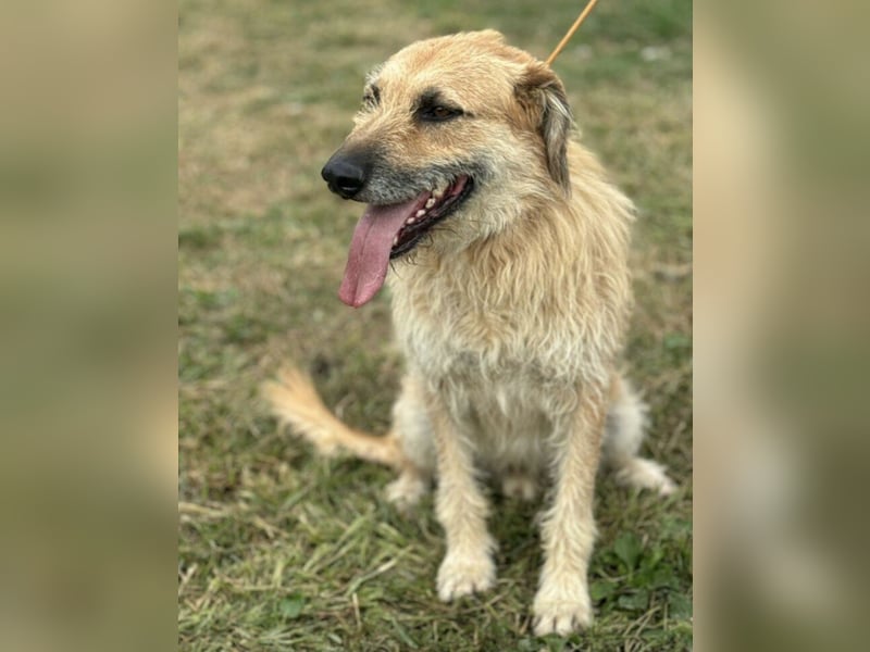 Gaspar wartet seit seiner Geburt in Tierheim
