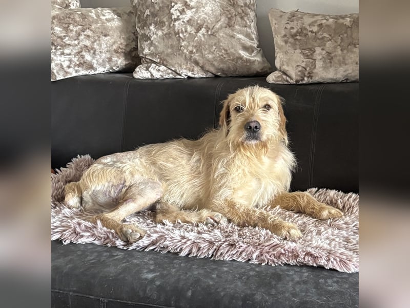 Moxx ein sensibler Engel auf 4 Pfoten